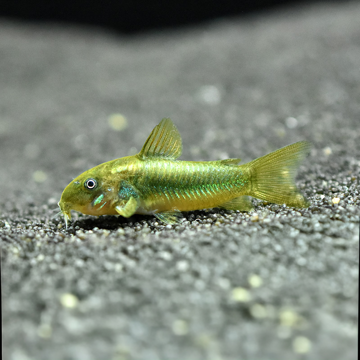 Corydoras CW009