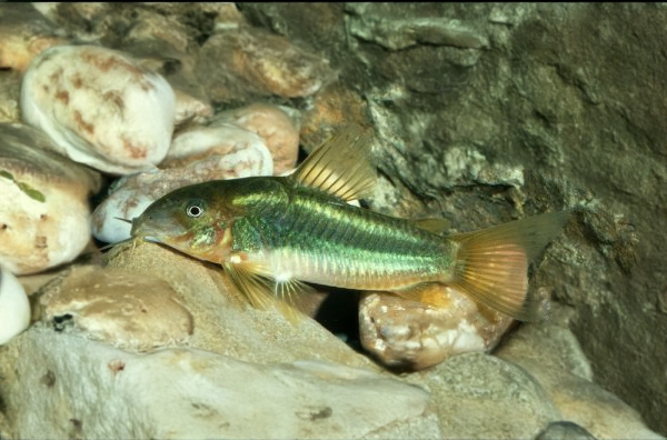 Corydoras CW009