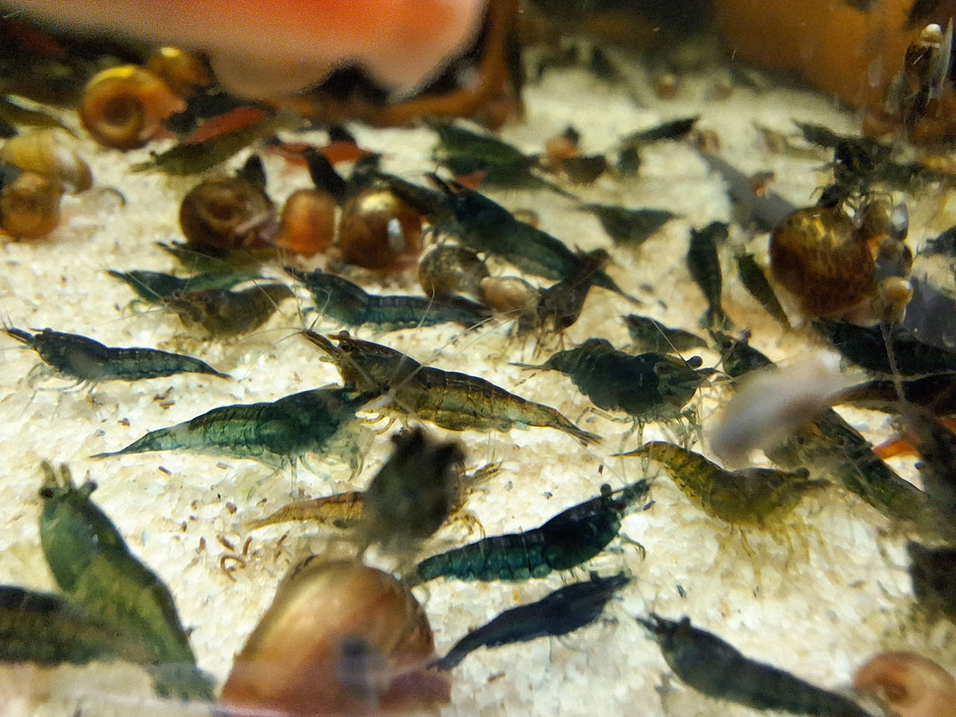 Garnelen Mix