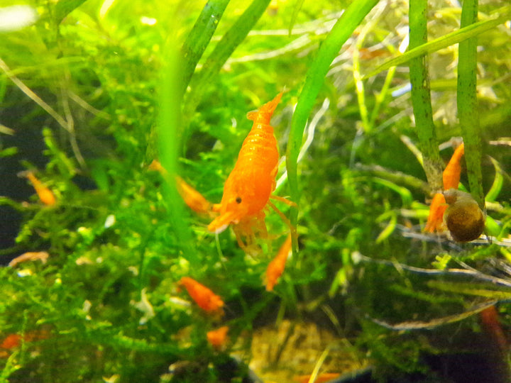Orange Sunkist