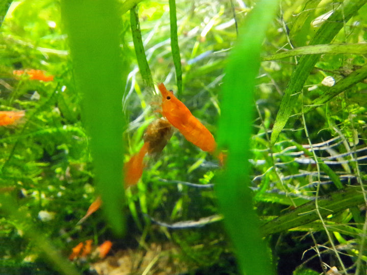 Orange Sunkist