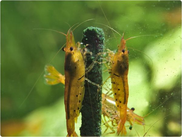 Shrimp Lollies – Artemia