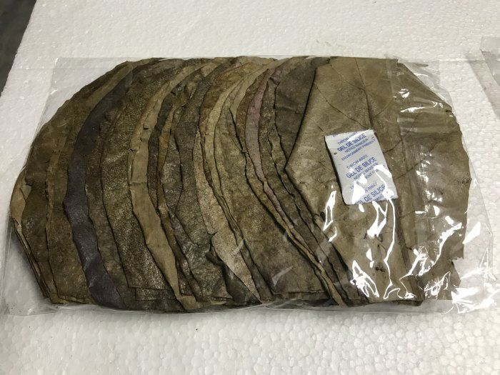 30stk Seemandelbaumblätter 10-15cm