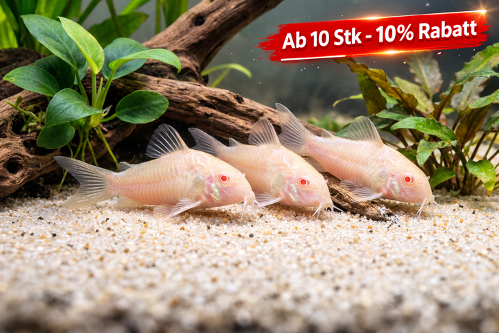 Albino Panzerwels - Corydoras paleatus