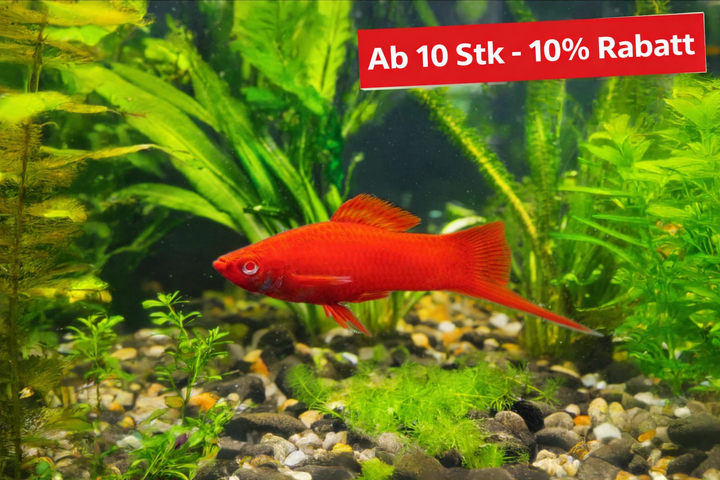 Roter Schwertträger - Xiphophorus helleri