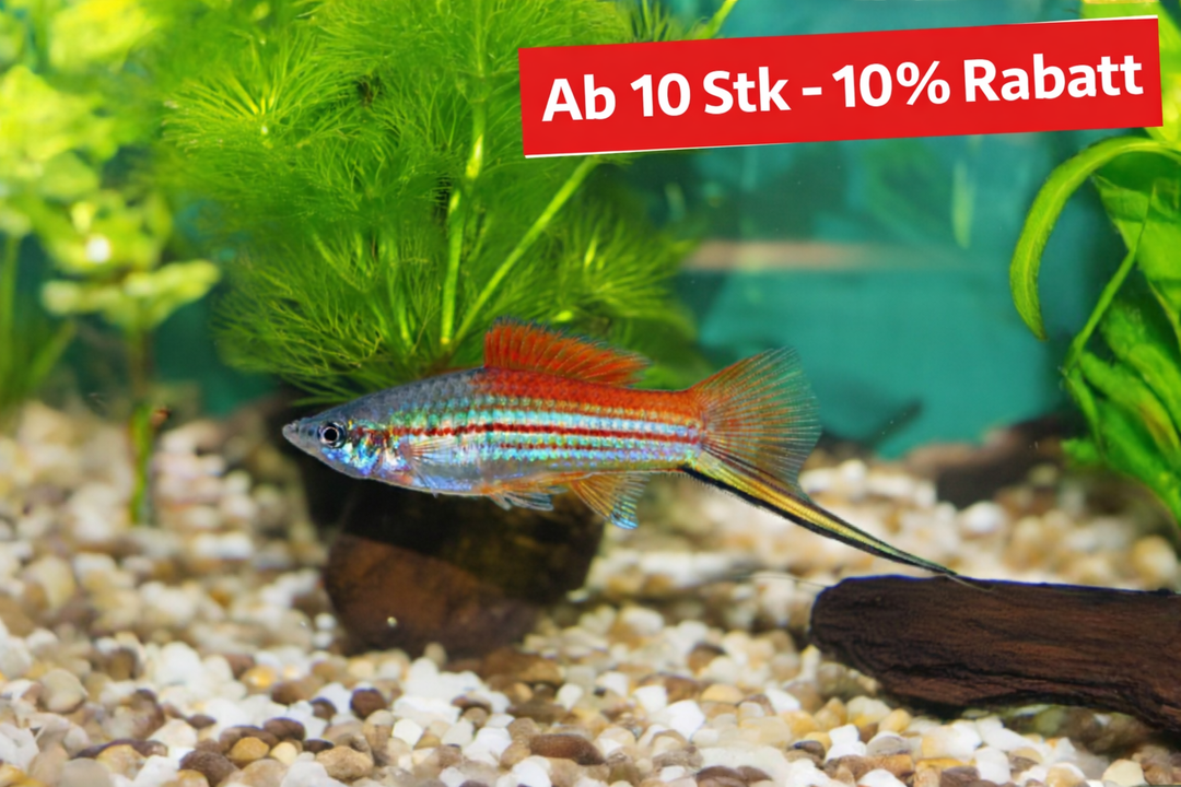 Neon-Schwertträger – Xiphophorus hellerii „Neon“