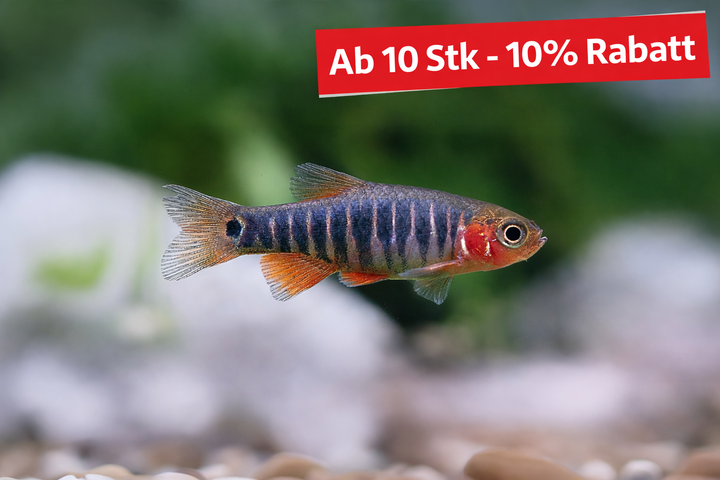 Quergestreifter Zwergbärbling - Danio erythromicron