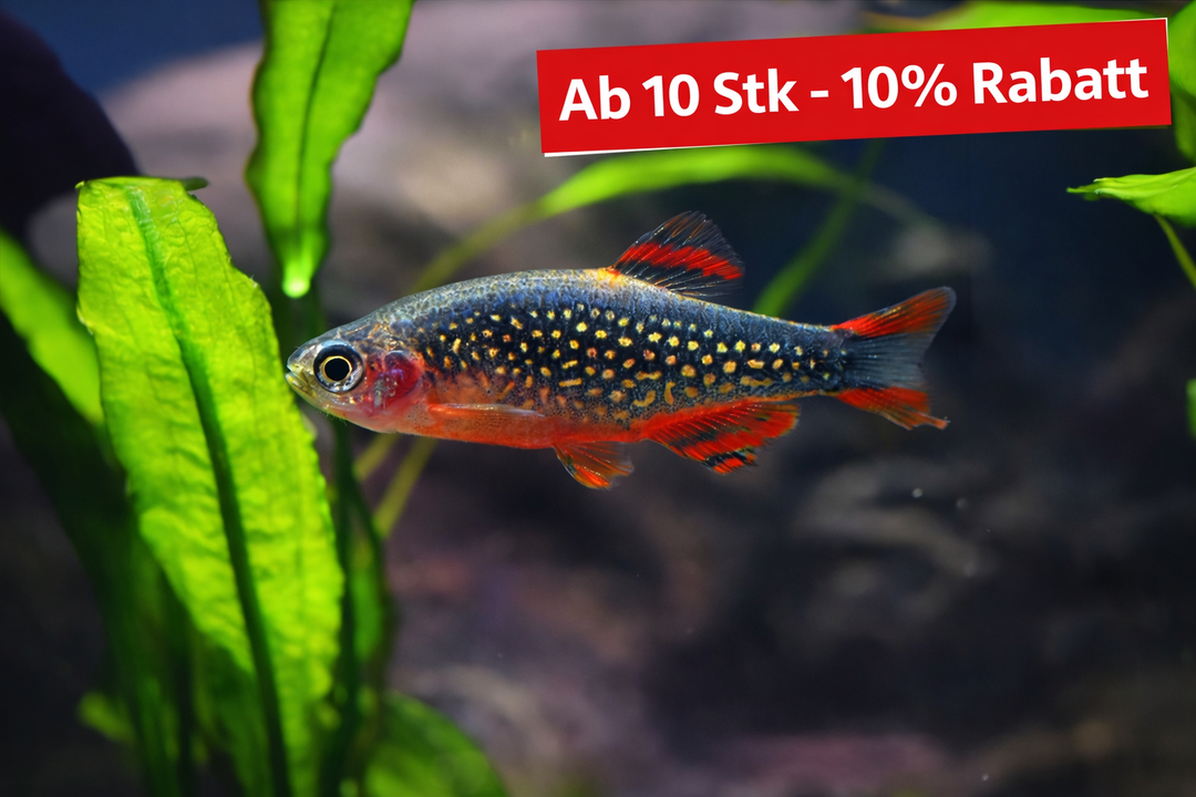 Perlhuhnbärbling - Danio margaritatus