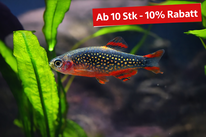Perlhuhnbärbling - Danio margaritatus