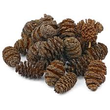 HOBBY Alder Cones/Erlenzapfen