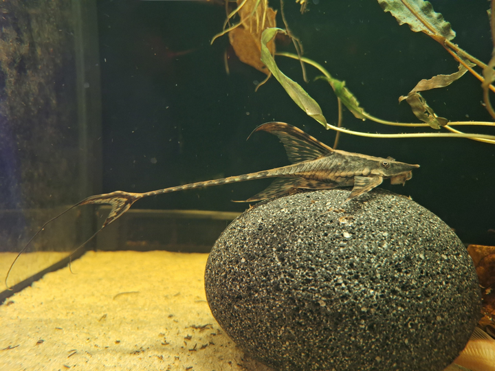Goldbart Störwels – Sturisoma aureum