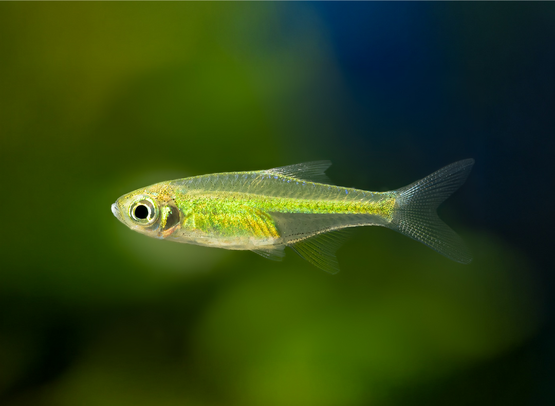 Grüner Neon Zwergrasbora - Microdevario kubotai