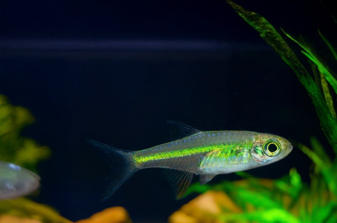 Grüner Neon Zwergrasbora - Microdevario kubotai