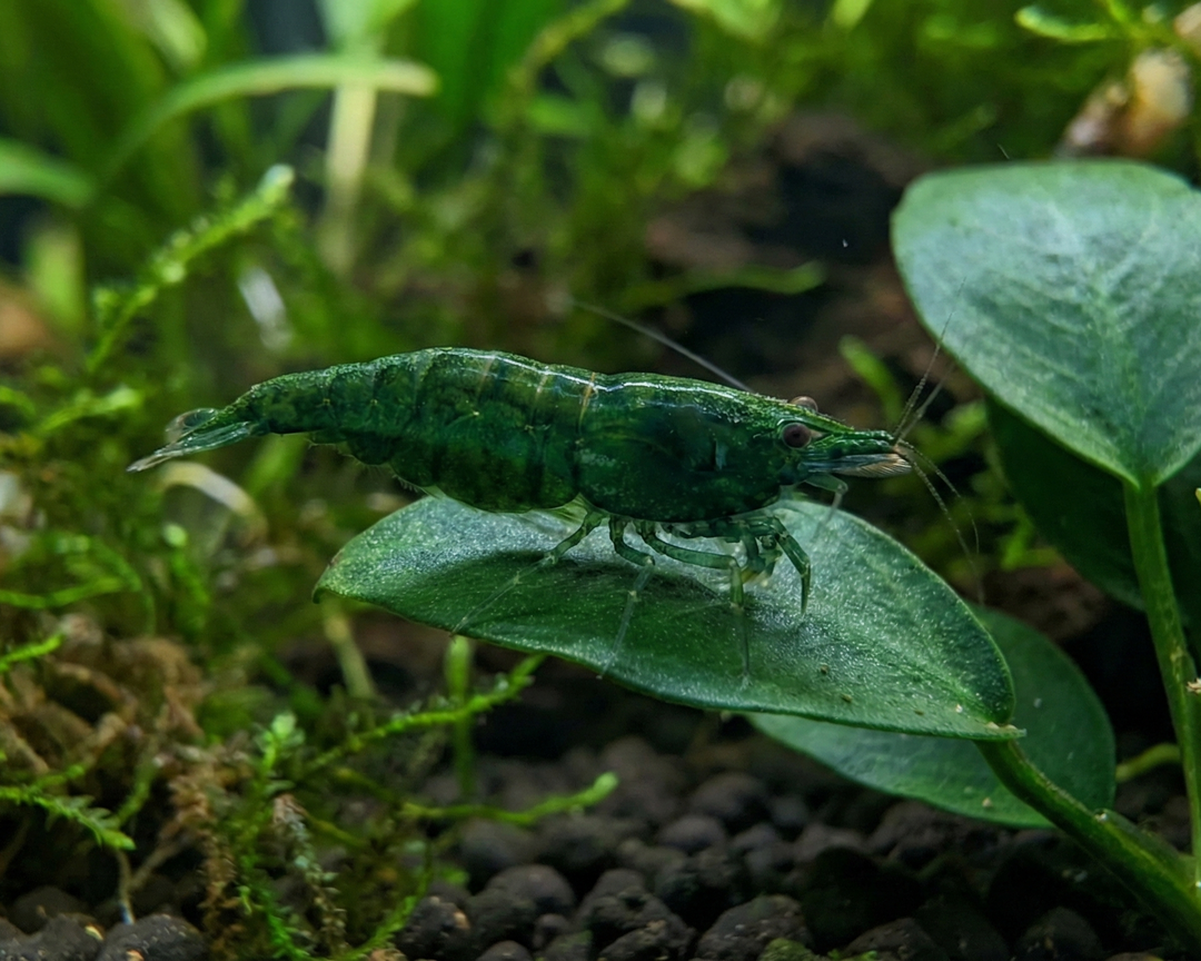 Green Jade