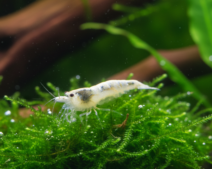 White Pearl