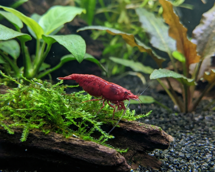 Bloody Mary