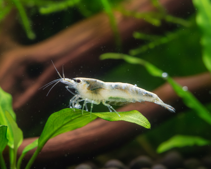 White Pearl