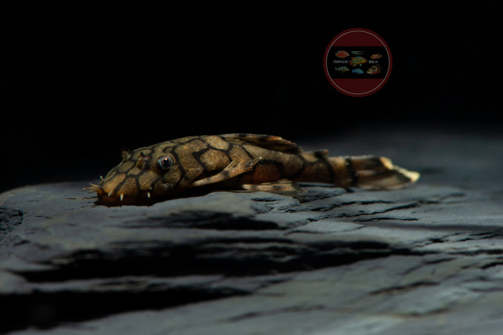 Ancistrus sp L519