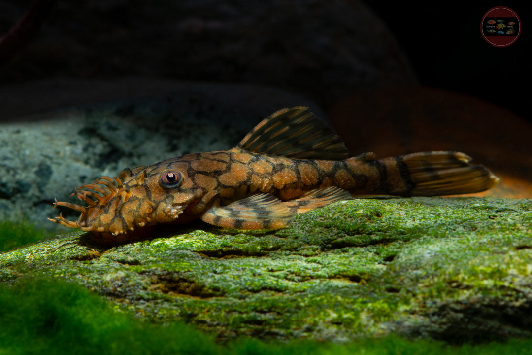 Ancistrus sp L519