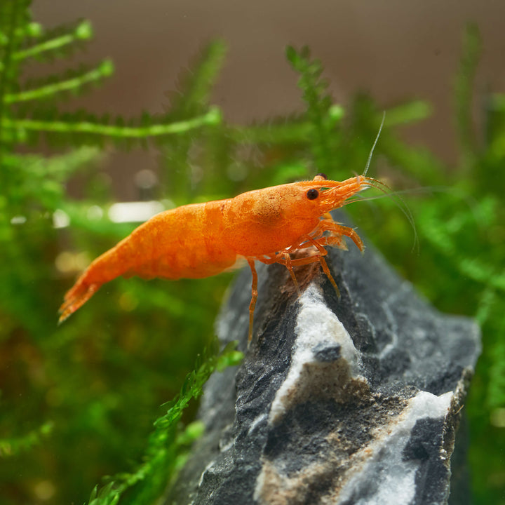 Orange Sunkist