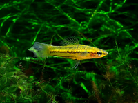 Zwergschwertträger - Xiphophorus pygmaeus