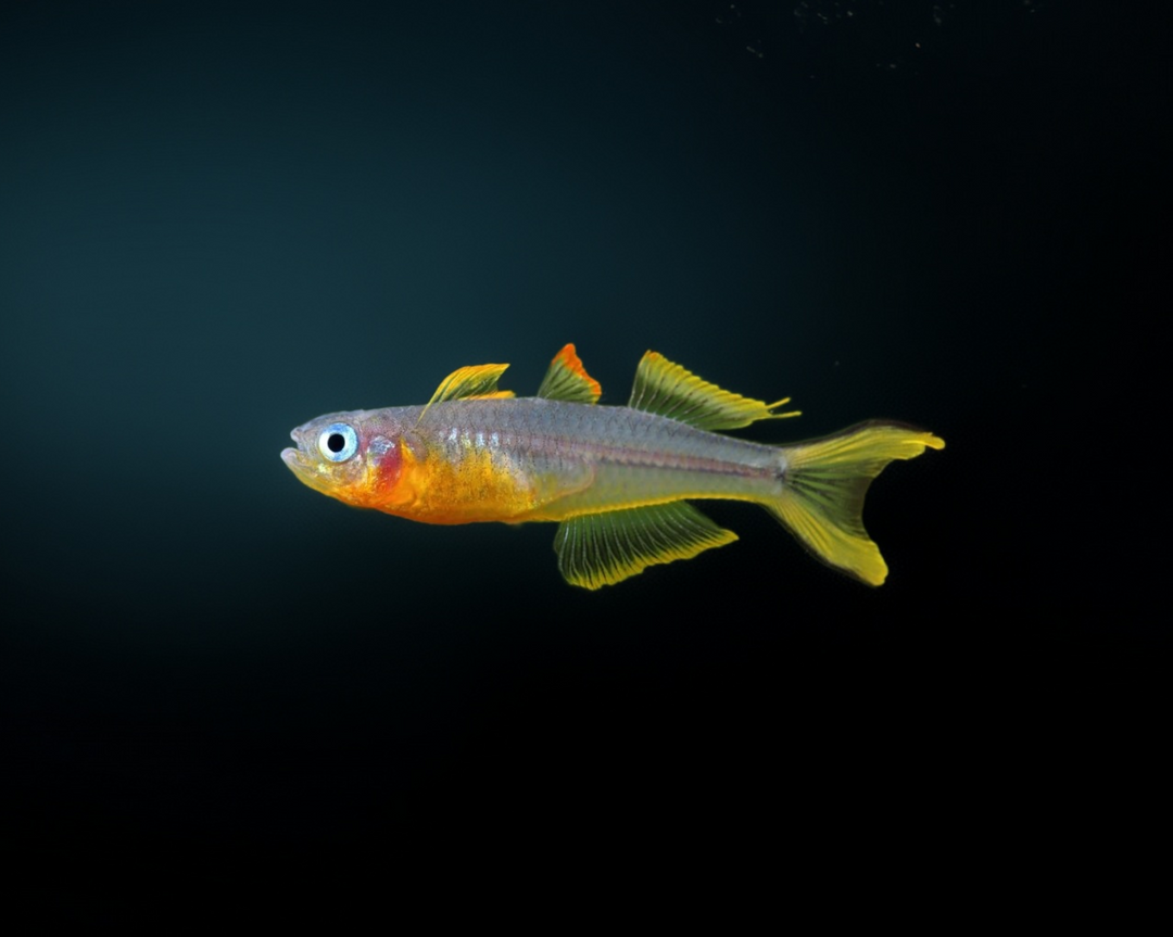 Gabelschwanz Blauauge - Pseudomugil furcatus