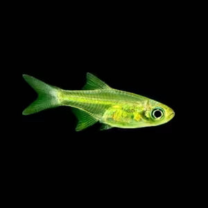 Grüner Neon Zwergrasbora - Microdevario kubotai