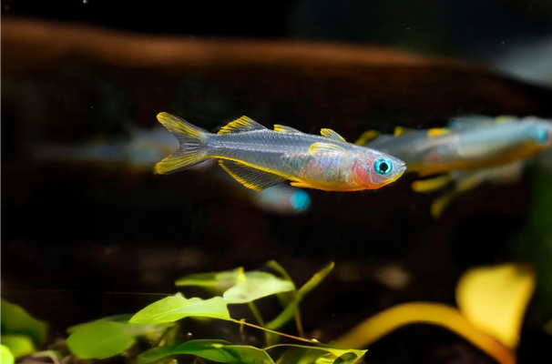 Gabelschwanz Blauauge - Pseudomugil furcatus