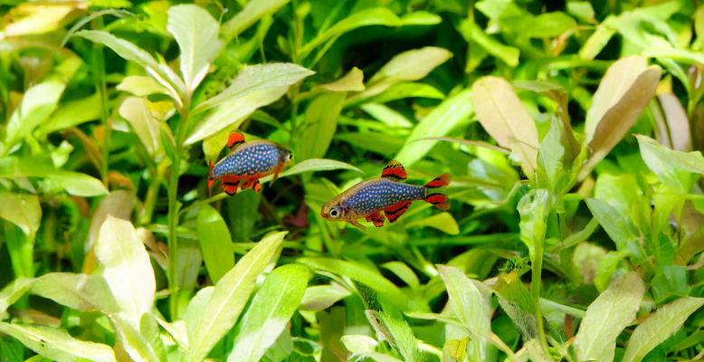 Perlhuhnbärbling - Danio margaritatus