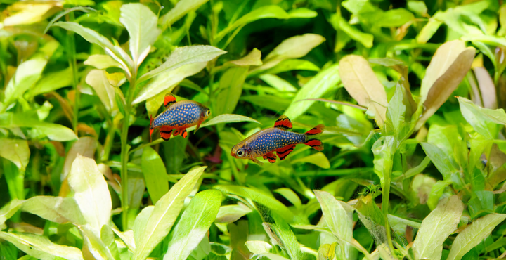 Perlhuhnbärbling - Danio margaritatus