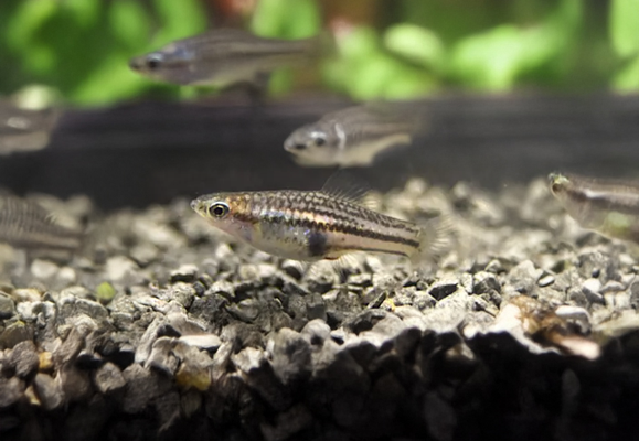 Zwergschwertträger - Xiphophorus pygmaeus