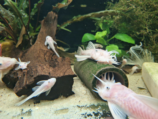 Ancistrus sp. „L144 Snow White“