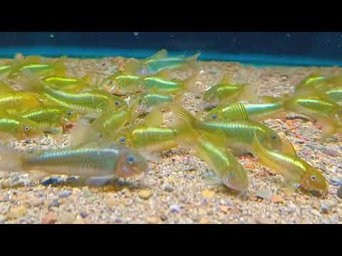 Corydoras CW009