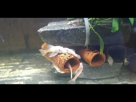 Ancistrus sp. „L144 Snow White“