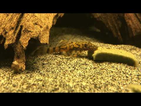 Ancistrus sp L519