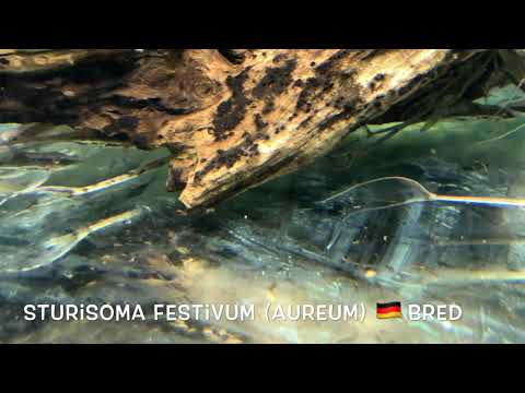Goldbart Störwels – Sturisoma aureum