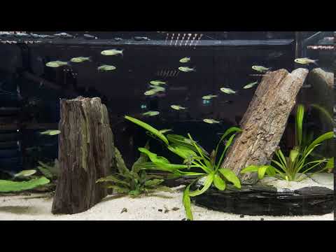 Grüner Neon Zwergrasbora - Microdevario kubotai