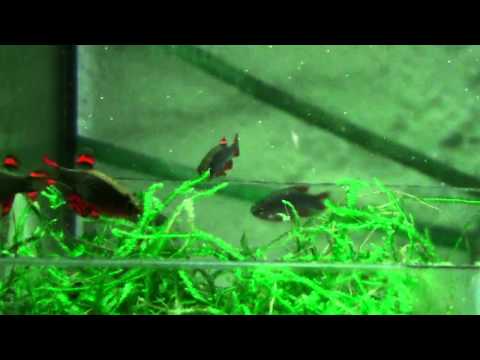 Perlhuhnbärbling - Danio margaritatus