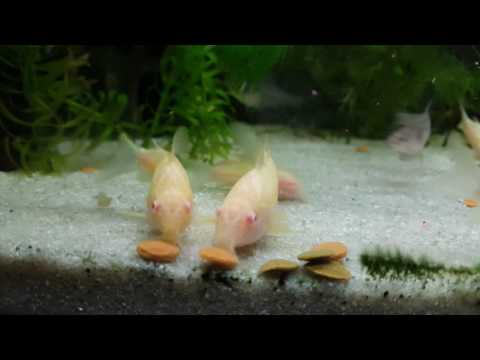 Albino Panzerwels - Corydoras paleatus